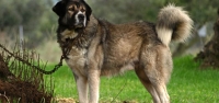 Καρπενήσι: Τσουχτερά πρόστιμα για τους ..αμελείς ιδιοκτήτες τσοπανόσκυλων