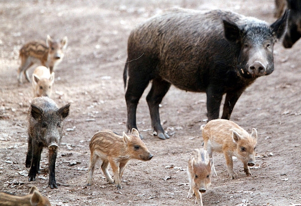 Μπόνους 100 ευρώ για κάθε νεκρό αγριογούρουνο στους κυνηγούς-Τι λέει η Υπουργική απόφαση