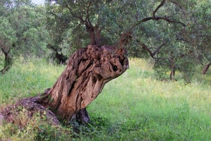 Η φωνή της εγκατάλειψης..