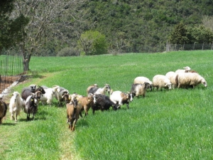 Ευλογιά αιγοπροβάτων: Συνεχίζονται οι εκτεταμένοι έλεγχοι στις πληγείσες περιοχές