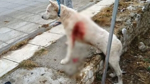 &Kappa;&alpha;&kappa;&omicron;ύ&rho;&gamma;&eta;&mu;&alpha; &pi;&lambda;έ&omicron;&nu; &omicron; &beta;&alpha;&sigma;&alpha;&nu;&iota;&sigma;&mu;ό&sigmaf; &kappa;&alpha;&iota; &eta; &theta;&alpha;&nu;ά&tau;&omega;&sigma;&eta; &zeta;ώ&omega;&nu;