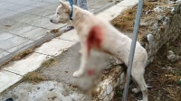 &Kappa;&alpha;&kappa;&omicron;ύ&rho;&gamma;&eta;&mu;&alpha; &pi;&lambda;έ&omicron;&nu; &omicron; &beta;&alpha;&sigma;&alpha;&nu;&iota;&sigma;&mu;ό&sigmaf; &kappa;&alpha;&iota; &eta; &theta;&alpha;&nu;ά&tau;&omega;&sigma;&eta; &zeta;ώ&omega;&nu;