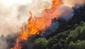 &Sigma;&upsilon;&nu;&epsilon;&rho;&gamma;&alpha;&sigma;ί&alpha; &Pi;&upsilon;&rho;&omicron;&sigma;&beta;&epsilon;&sigma;&tau;&iota;&kappa;ή&sigmaf; &kappa;&alpha;&iota; &Delta;&alpha;&sigma;&iota;&kappa;ή&sigmaf; &Upsilon;&pi;&eta;&rho;&epsilon;&sigma;ί&alpha;&sigmaf; &gamma;&iota;&alpha; &tau;&eta;&nu; &alpha;&nu;&tau;&iota;&pi;&upsilon;&rho;&iota;&kappa;ή &pi;&rho;&omicron;&sigma;&tau;&alpha;&sigma;ί&alpha; &tau;&omega;&nu; &delta;&alpha;&sigma;ώ&nu;