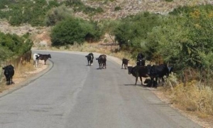 &quot;Γάγγραινα&quot; για τα Άγραφα τα ανεπιτήρητα ζώα-Παρέμβαση των δημάρχων για την αντιμετώπιση