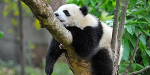 Στο καφενείο του Γιάννη :Μη μου τους ύπνους τάραττε!...