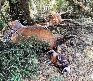 Κεραυνός ξεκλήρισε κοπάδι με αγελάδες στο Λαμπίρι Τριχωνίδος
