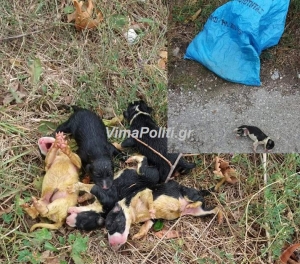 Καρπενήσι:Υπάνθρωποι πέταξαν σε χωράφι εφτά νεογέννητα κουτάβια