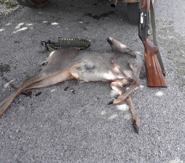 Ευρυτανία:Λαθροκυνηγός σκότωσε ζαρκάδι και το έβαλε στα πόδια!