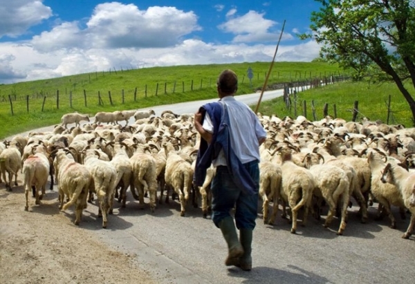 Σε απόγνωση οι κτηνοτρόφοι-Αύξηση των τιμών κατά 40% στις ζωοτροφές