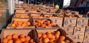 &Alpha;&gamma;&rho;ί&nu;&iota;&omicron;:&Alpha;ύ&rho;&iota;&omicron; &eta; &delta;&iota;&alpha;&nu;&omicron;&mu;ή &phi;&rho;&omicron;ύ&tau;&omega;&nu; &sigma;&tau;&omicron;&upsilon;&sigmaf; &delta;&iota;&kappa;&alpha;&iota;&omicron;ύ&chi;&omicron;&upsilon;&sigmaf; &tau;&omicron;&upsilon; &kappa;&omicron;&iota;&nu;&omega;&nu;&iota;&kappa;&omicron;ύ &pi;&alpha;&nu;&tau;&omicron;&pi;&omega;&lambda;&epsilon;ί&omicron;&upsilon;