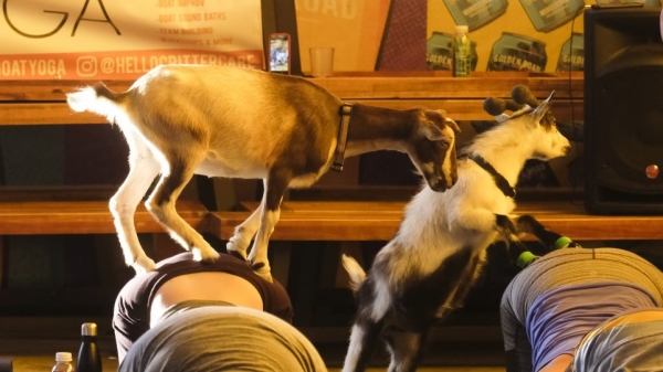 &Pi;&iota;ά&sigma;&tau;&eta;&kappa;&alpha;&nu; .. "&mu;&epsilon; &tau;&eta; &gamma;ί&delta;&alpha; &sigma;&tau;&eta; &pi;&lambda;ά&tau;&eta;"?