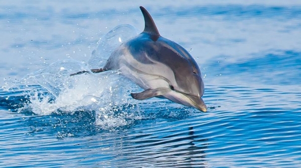 Συγκινητική προσπάθεια διάσωσης δελφινιού