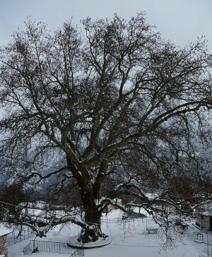 Αιωνόβιος πλάτανος 964 ετών στο Λεοντίτο Αργιθέας!