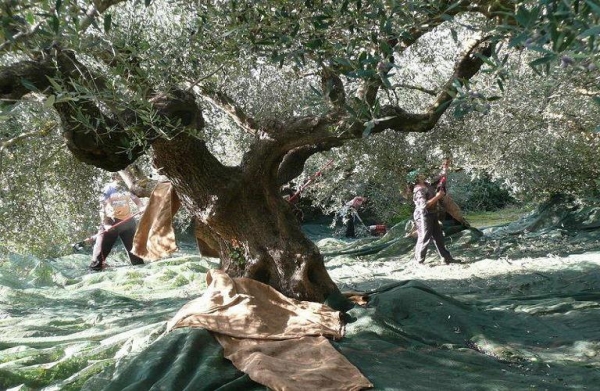 &Sigma;&tau;&omicron; &phi;&omicron;&upsilon;&lambda; &omicron;&iota; &mu;&eta;&chi;&alpha;&nu;έ&sigmaf; &sigma;&tau;&eta;&nu; &Alpha;&iota;&tau;&omega;&lambda;/&nu;ί&alpha; &gamma;&iota;&alpha; &tau;&eta;&nu; &sigma;&upsilon;&gamma;&kappa;&omicron;&mu;&iota;&delta;ή &tau;&eta;&sigmaf; &epsilon;&lambda;&iota;ά&sigmaf;