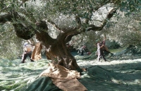 &Sigma;&tau;&omicron; &phi;&omicron;&upsilon;&lambda; &omicron;&iota; &mu;&eta;&chi;&alpha;&nu;έ&sigmaf; &sigma;&tau;&eta;&nu; &Alpha;&iota;&tau;&omega;&lambda;/&nu;ί&alpha; &gamma;&iota;&alpha; &tau;&eta;&nu; &sigma;&upsilon;&gamma;&kappa;&omicron;&mu;&iota;&delta;ή &tau;&eta;&sigmaf; &epsilon;&lambda;&iota;ά&sigmaf;