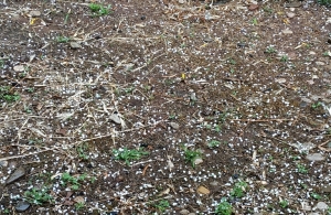 &Alpha;&iota;&tau;&omega;&lambda;/&nu;ί&alpha;:&Eta; &sigma;&phi;&omicron;&delta;&rho;ή &chi;&alpha;&lambda;&alpha;&zeta;ό&pi;&tau;&omega;&sigma;&eta; έ&phi;&epsilon;&rho;&epsilon; &epsilon;&kappa;&tau;&epsilon;&tau;&alpha;&mu;έ&nu;&epsilon;&sigmaf; &zeta;&eta;&mu;&iota;έ&sigmaf; &sigma;&tau;&alpha; &epsilon;&lambda;&alpha;&iota;ό&delta;&epsilon;&nu;&tau;&rho;&alpha;