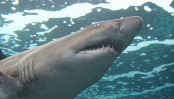SOS για τους καρχαρίες εκπέμπουν επιστήμονες-Κινδυνεύουν με εξαφάνιση