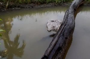 Ά&mu;&epsilon;&sigma;&eta; &lambda;ύ&sigma;&eta; &sigma;&tau;&omicron; &theta;έ&mu;&alpha; &tau;&omega;&nu; &lambda;&upsilon;&mu;ά&tau;&omega;&nu; &tau;&omega;&nu; &Delta;&omicron;&mu;&iota;&alpha;&nu;ώ&nu; &tau;&omicron;&upsilon; &Delta;ή&mu;&omicron;&upsilon; &Kappa;&alpha;&rho;&pi;&epsilon;&nu;&eta;&sigma;ί&omicron;&upsilon;