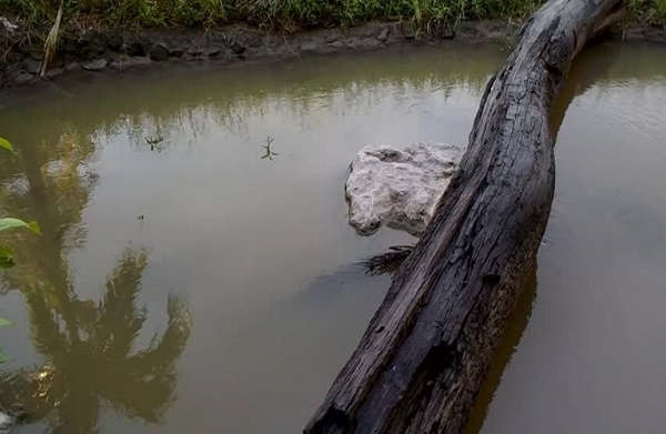 Ά&mu;&epsilon;&sigma;&eta; &lambda;ύ&sigma;&eta; &sigma;&tau;&omicron; &theta;έ&mu;&alpha; &tau;&omega;&nu; &lambda;&upsilon;&mu;ά&tau;&omega;&nu; &tau;&omega;&nu; &Delta;&omicron;&mu;&iota;&alpha;&nu;ώ&nu; &tau;&omicron;&upsilon; &Delta;ή&mu;&omicron;&upsilon; &Kappa;&alpha;&rho;&pi;&epsilon;&nu;&eta;&sigma;ί&omicron;&upsilon;