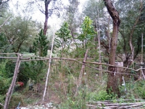 &Alpha;&iota;&tau;&omega;&lambda;/&nu;ί&alpha;:&Epsilon;&nu;&tau;&omicron;&pi;ί&sigma;&tau;&eta;&kappa;&epsilon; &chi;&alpha;&sigma;&iota;&sigma;&omicron;&kappa;&alpha;&lambda;&lambda;&iota;έ&rho;&gamma;&epsilon;&iota;&alpha; &sigma;&tau;&eta;&nu; &Sigma;&pi;&omicron;&lambda;ά&iota;&tau;&alpha;-X&epsilon;&iota;&rho;&omicron;&pi;έ&delta;&epsilon;&sigmaf; &sigma;&epsilon; 48&chi;&rho;&omicron;&nu;&omicron;