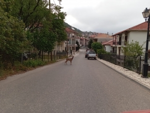 &Zeta;&alpha;&rho;&kappa;ά&delta;&iota; "&sigma;&omicron;&upsilon;&lambda;&alpha;&tau;&sigma;ά&rho;&epsilon;&iota;" &sigma;&tau;&iota;&sigmaf; &gamma;&epsilon;&iota;&tau;&omicron;&nu;&iota;έ&sigmaf; &tau;&omicron;&upsilon; &Kappa;&alpha;&rho;&pi;&epsilon;&nu;&eta;&sigma;ί&omicron;&upsilon;(&Phi;ώ&tau;&omicron;)