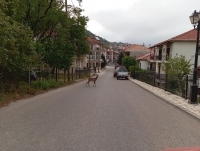 &Zeta;&alpha;&rho;&kappa;ά&delta;&iota; "&sigma;&omicron;&upsilon;&lambda;&alpha;&tau;&sigma;ά&rho;&epsilon;&iota;" &sigma;&tau;&iota;&sigmaf; &gamma;&epsilon;&iota;&tau;&omicron;&nu;&iota;έ&sigmaf; &tau;&omicron;&upsilon; &Kappa;&alpha;&rho;&pi;&epsilon;&nu;&eta;&sigma;ί&omicron;&upsilon;(&Phi;ώ&tau;&omicron;)