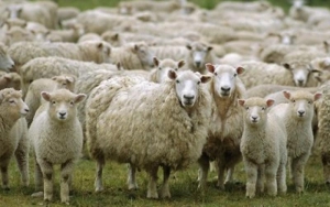Πρόβατα έφαγαν 300 κιλά χασίς - «Πηδούσαν πιο ψηλά από τα κατσίκια»