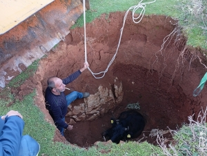 Άγραφα: Επιχείρηση σωτηρίας για αγελάδα στα βοσκοτόπια της Βαλαώρας(Φώτο)