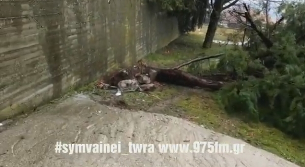 Προβλήματα στην Eυρυτανία από την κακοκαιρία-Ξεριζώθηκαν δέντρα στο Καρπενήσι(Βίντεο)