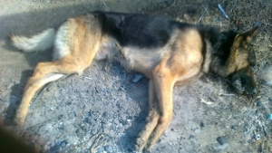 &Sigma;&upsilon;&nu;&epsilon;&chi;ί&zeta;&omicron;&upsilon;&nu; &nu;&alpha; &delta;&eta;&lambda;&eta;&tau;&eta;&rho;&iota;ά&zeta;&omicron;&upsilon;&nu; &sigma;&kappa;&upsilon;&lambda;&iota;ά &sigma;&tau;o K&alpha;&rho;&pi;&epsilon;&nu;ή&sigma;&iota;!