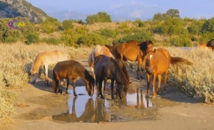 &Kappa;&tau;&eta;&nu;&omega;&delta;ί&alpha; &sigma;&tau;&alpha; Ά&gamma;&rho;&alpha;&phi;&alpha;:&Pi;&upsilon;&rho;&omicron;&beta;ό&lambda;&eta;&sigma;&alpha;&nu; &kappa;&alpha;&iota; &sigma;&kappa;ό&tau;&omega;&sigma;&alpha;&nu; ά&gamma;&rho;&iota;&omicron; ά&lambda;&omicron;&gamma;&omicron;