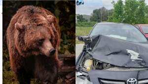 Νεκρή αρκούδα 300 κιλών μετά από σύγκρουση με αυτοκίνητο