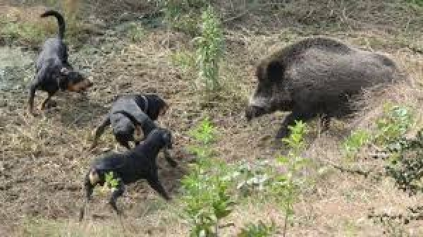 &Sigma;&epsilon; &pi;&lambda;ή&rho;&eta;&sigmaf; &delta;&rho;ά&sigma;&eta; &omicron;&iota; &gamma;&omicron;&upsilon;&rho;&omicron;&upsilon;&nu;&omicron;&kappa;&upsilon;&nu;&eta;&gamma;&omicron;ί &tau;&omega;&nu; &Alpha;&gamma;&rho;ά&phi;&omega;&nu;