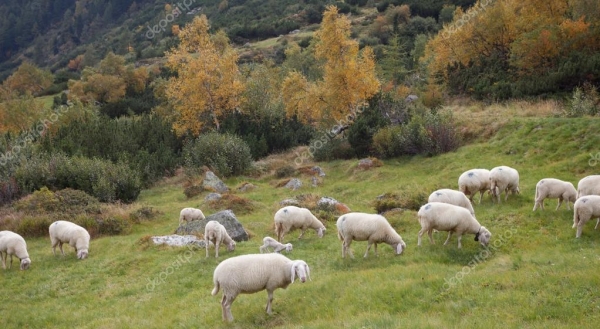 Λάμπρος Τσιβόλας:Επιδοτούν..τον αφανισμό της ορεινής κτηνοτροφίας