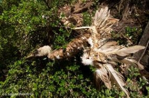 &Delta;&eta;&lambda;&eta;&tau;&eta;&rho;&iota;&alpha;&sigma;&mu;έ&nu;&alpha; &delta;&omicron;&lambda;ώ&mu;&alpha;&tau;&alpha; &alpha;&phi;&alpha;&nu;ί&zeta;&omicron;&upsilon;&nu; &tau;&eta;&nu; ά&gamma;&rho;&iota;&alpha; &zeta;&omega;ή &tau;&omega;&nu; &Alpha;&gamma;&rho;ά&phi;&omega;&nu;