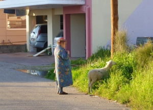 &Alpha;&gamma;&rho;ί&nu;&iota;&omicron;: Έ&beta;&gamma;&alpha;&lambda;&epsilon; ό&nu;&tau;&omega;&sigmaf; &tau;&omicron; &pi;&rho;ό&beta;&alpha;&tau;&omicron; &beta;ό&lambda;&tau;&alpha; &eta; &gamma;&iota;&alpha;&gamma;&iota;ά! (&phi;&omega;&tau;&omicron;)