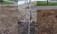Αλίαρτος:Bάνδαλοι ξερίζωσαν δέντρα που είχαν φυτευτεί πρόσφατα-Οργισμένος ο δήμαρχος