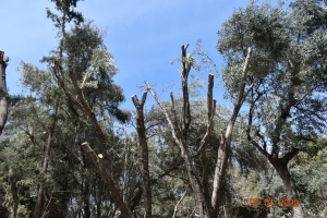 &Alpha;&nu;&tau;&iota;&delta;&rho;ά&sigma;&epsilon;&iota;&sigmaf; &kappa;&alpha;&tau;&omicron;ί&kappa;&omega;&nu; &gamma;&iota;&alpha; &tau;&omicron; ..&pi;&epsilon;&tau;&sigma;ό&kappa;&omicron;&mu;&mu;&alpha; &delta;έ&nu;&tau;&rho;&omega;&nu; &sigma;&tau;&eta;&nu; &Alpha;&kappa;&alpha;&delta;&eta;&mu;ί&alpha; &Pi;&lambda;ά&tau;&omega;&nu;&alpha;