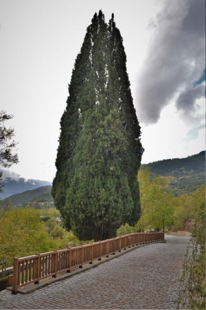 &Pi;&rho;&alpha;&sigma;&iota;ά &Alpha;&gamma;&rho;ά&phi;&omega;&nu;:&Tau;&omicron; &xi;&alpha;&kappa;&omicron;&upsilon;&sigma;&tau;ό &Kappa;&upsilon;&pi;&alpha;&rho;ί&sigma;&sigma;&iota; &tau;&omicron;&upsilon; &Pi;&alpha;&tau;&rho;&omicron;-&Kappa;&omicron;&sigma;&mu;ά  &mu;έ&sigma;&alpha; &alpha;&pi;ό &sigma;&tau;ί&chi;&omicron;&upsilon;&sigmaf;