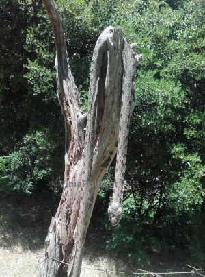 2,5 &mu;έ&tau;&rho;&alpha; &phi;ί&delta;&iota; &alpha;&nu;&alpha;&sigma;&tau;ά&tau;&omega;&sigma;&epsilon; &tau;&omicron;&upsilon;&sigmaf; &kappa;&alpha;&tau;&omicron;ί&kappa;&omicron;&upsilon;&sigmaf; &sigma;&epsilon; &chi;&omega;&rho;&iota;ό &tau;&omega;&nu; &Alpha;&gamma;&rho;ά&phi;&omega;&nu;