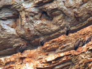 Φορέα Διαχείρισης:Καταγραφή όρνιων σε Ακαρνανικά, Αράκυνθο και Κλεισούρα