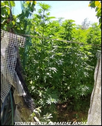 &Nu;έ&alpha; &kappa;&alpha;&lambda;&lambda;&iota;έ&rho;&gamma;&epsilon;&iota;&alpha; &kappa;ά&nu;&nu;&alpha;&beta;&eta;&sigmaf; &mu;&epsilon; 166 &delta;&epsilon;&nu;&delta;&rho;ύ&lambda;&lambda;&iota;&alpha; &sigma;&epsilon; &chi;&omega;&rho;ά&phi;&iota; &tau;&eta;&sigmaf; &Lambda;&alpha;&mu;ί&alpha;&sigmaf;