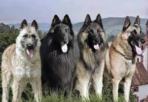 &Kappa;&alpha;&rho;&pi;&epsilon;&nu;ή&sigma;&iota;:&Sigma;&tau;&iota;&sigmaf; 29-30 &Mu;&alpha;ί&omicron;&upsilon; &omicron;&iota; &alpha;&gamma;ώ&nu;&epsilon;&sigmaf; &Beta;&epsilon;&lambda;&gamma;&iota;&kappa;ώ&nu; &pi;&omicron;&iota;&mu;&epsilon;&nu;&iota;&kappa;ώ&nu;