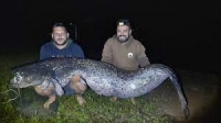 Λίμνη Πλαστήρα: Ψαράδες έπιασαν γουλιανό σχεδόν 2,4 μέτρων και σχεδόν 100 κιλών!