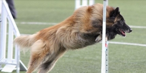 &Alpha;&nu;&alpha;&beta;ά&lambda;&lambda;&epsilon;&tau;&alpha;&iota; &tau;&omicron; &Pi;&alpha;&nu;&epsilon;&lambda;&lambda;ή&nu;&iota;&omicron; &pi;&rho;&omega;&tau;ά&theta;&lambda;&eta;&mu;&alpha; &beta;&epsilon;&lambda;&gamma;&iota;&kappa;ώ&nu; &pi;&omicron;&iota;&mu;&epsilon;&nu;&iota;&kappa;ώ&nu; &sigma;&tau;&omicron; &Kappa;&alpha;&rho;&pi;&epsilon;&nu;ή&sigma;&iota;