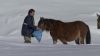 Διάσωση αλόγων από την ΕΜΑΚ στα βουνά της Πίνδου(Βίντεο)