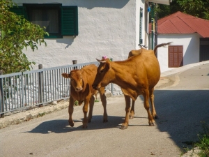 &Kappa;&alpha;&rho;&pi;&epsilon;&nu;ή&sigma;&iota;:M&epsilon; &epsilon;&nu;&tau;&omicron;&lambda;ή &epsilon;&iota;&sigma;&alpha;&gamma;&gamma;&epsilon;&lambda;έ&alpha; &mu;ά&nu;&tau;&rho;&omega;&sigma;&alpha;&nu; &alpha;&delta;έ&sigma;&pi;&omicron;&tau;&epsilon;&sigmaf; &alpha;&gamma;&epsilon;&lambda;ά&delta;&epsilon;&sigmaf; &sigma;&tau;&eta;&nu; &Alpha;&gamma;ί&alpha; &Tau;&rho;&iota;ά&delta;&alpha;