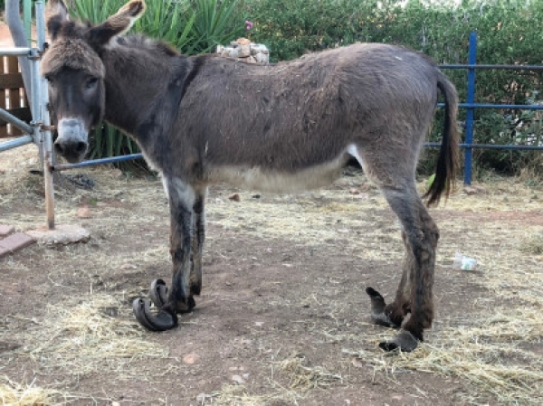 K&alpha;&rho;&pi;&epsilon;&nu;ή&sigma;&iota;:&Eta; &iota;&sigma;&tau;&omicron;&rho;ί&alpha; &tau;&omicron;&upsilon; &Pi;&alpha;&nu;&alpha;&gamma;&iota;ώ&tau;&eta;, &epsilon;&nu;ό&sigmaf; &kappa;&alpha;&kappa;&omicron;&pi;&omicron;&iota;&eta;&mu;έ&nu;&omicron;&upsilon; &gamma;&alpha;ϊ&delta;&omicron;&upsilon;&rho;&iota;&omicron;ύ, &kappa;&alpha;&iota; &eta; &delta;&iota;&alpha;&sigma;&pi;&omicron;&rho;ά &alpha;&nu;&alpha;&kappa;&rho;&iota;&beta;ώ&nu; &epsilon;&iota;&delta;ή&sigma;&epsilon;&omega;&nu;