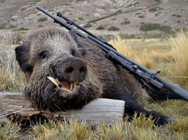 Ά&gamma;&rho;&alpha;&phi;&alpha;:&Kappa;&upsilon;&nu;&eta;&gamma;ό&sigmaf; &tau;&rho;&alpha;&upsilon;&mu;&alpha;&tau;ί&sigma;&tau;&eta;&kappa;&epsilon; &sigma;&epsilon; &kappa;&alpha;&rho;&tau;έ&rho;&iota; &alpha;&gamma;&rho;&iota;&omicron;&gamma;&omicron;ύ&rho;&omicron;&upsilon;&nu;&omicron;&upsilon;