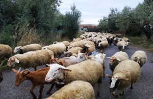 Δεν θα χάνονται οι επιδοτήσεις των κτηνοτρόφων σε περιπτώσεις «ανωτέρας βίας»